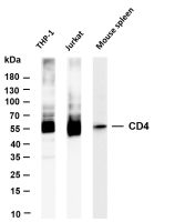 CD4 (PT0412R) PT® Rabbit mAb