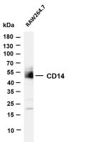 CD14 (PT0417R) PT® Rabbit mAb