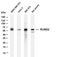 RUNX2 (PT0524R) PT® Rabbit mAb