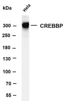 CREBBP (PT0526R) PT® Rabbit mAb