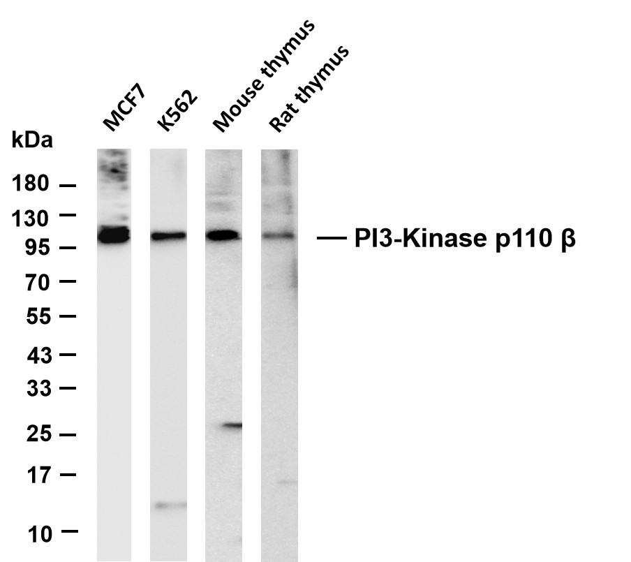 PI3-Kinase p110 β (PT0533R) PT® Rabbit mAb
