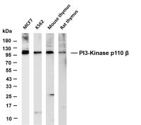 PI3-Kinase p110 β (PT0533R) PT® Rabbit mAb