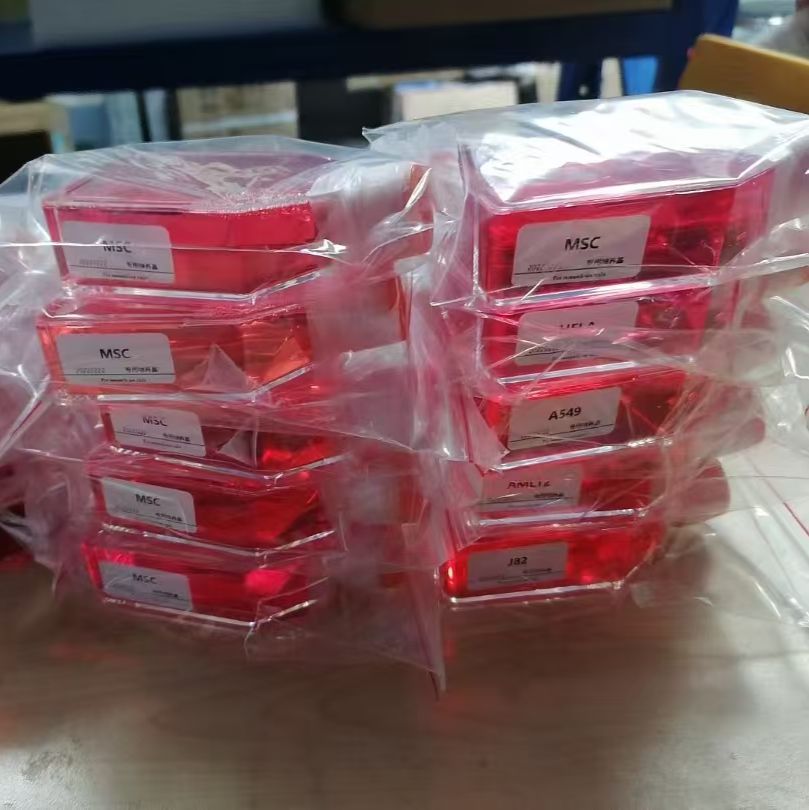 人乳腺导管癌细胞带荧光素酶BT474+LUC