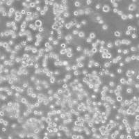 HCC1143 Cells人乳腺癌细胞传代培养|STR图谱