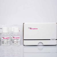 德国AM标准粒子医药用计数标粒标准物质-类Duke杜克标粒