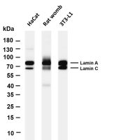 Lamin A/C (PT0401R) PT® Rabbit mAb