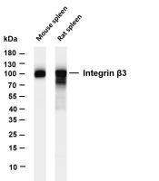 Integrin β3 (PT0445R) PT® Rabbit mAb