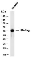 HA-Tag (PT0523R) PT® Rabbit mAb