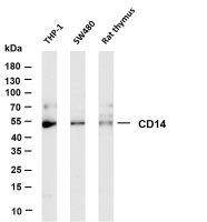 CD14 (PT0403R) PT® Rabbit mAb