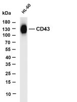 CD43 (PT0540R) PT® Rabbit mAb