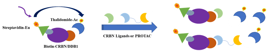 Human CRBN Ligand Screening As