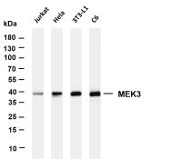 PRAS40 (PT0562R) PT® Rabbit mAb