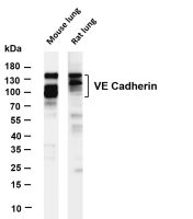 VE Cadherin (PT0553R) PT® Rabbit mAb