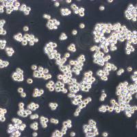 SUM149PT Cells人乳腺癌细胞库复苏传代|STR图谱