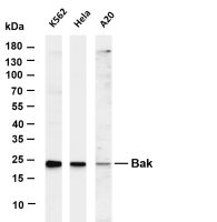 Bak (PT0551R) PT® Rabbit mAb