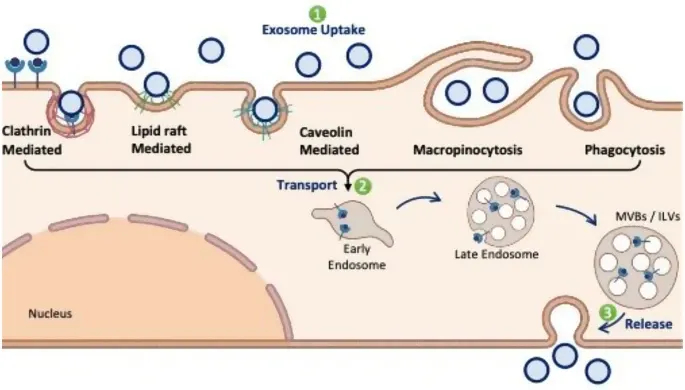 外泌体技术服务