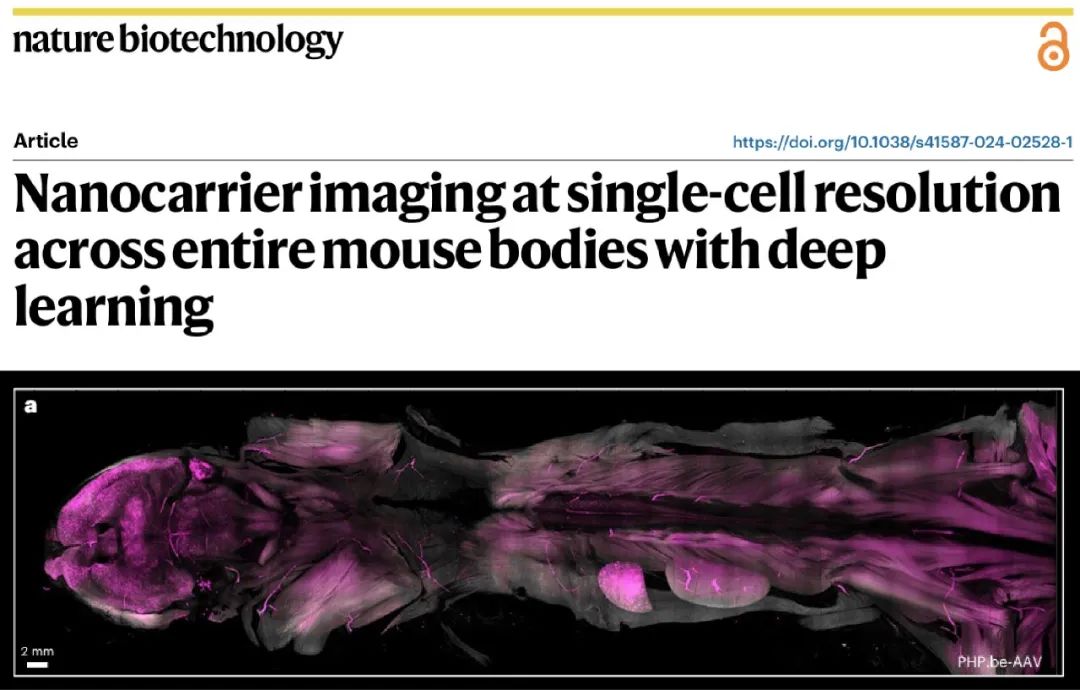 Nature Biotechnology丨全鼠组织透明化实现单细胞分辨率小鼠全身纳米载体分布成像