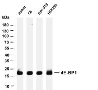 4E-BP1 (PT0549R) PT® Rabbit mAb