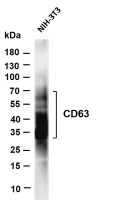 CD63 (PT0543R) PT® Rabbit mAb
