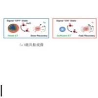 氟化 钠钆（NaGdF4）和碳酸钙（CaCO3）组成的自组装纳米颗粒被人宫颈癌细胞HeLa的细胞膜包裹 NaGdF4/CaCO3 NPs@HeLa