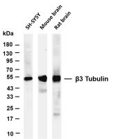 β3 Tubulin (PT0545R) PT® Rabbit mAb