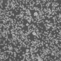Panc 05.04 Cells人胰腺癌细胞库复苏传代|STR图谱