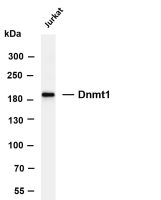 Dnmt1 (PT0542R) PT® Rabbit mAb