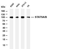 STAT5A/B (PT0563R) PT® Rabbit mAb
