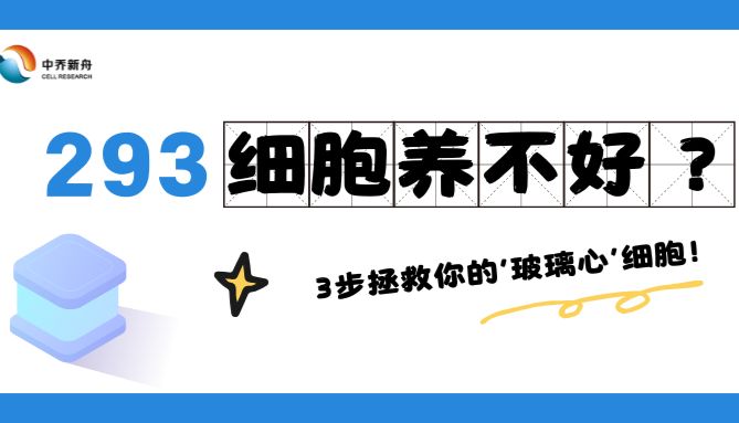 293细胞养不好？3步拯救你的‘玻璃心’细胞！