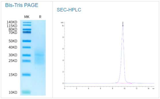 食蟹猴ALK-7/激活素RIC蛋白，科研好物轻松购
