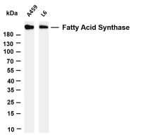 Fatty Acid Synthase (PT0554R) PT® Rabbit mAb