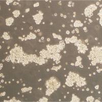 Panc 10.05 Cells人胰腺癌细胞库复苏传代|STR图谱