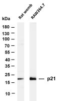 p21 (PT0544R) PT® Rabbit mAb