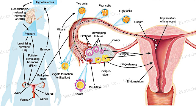 诊断原料讲堂之五：性激素生物标志物