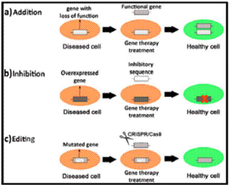 非病毒载体——细胞基因治疗技术新趋势