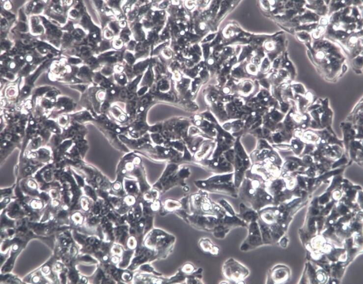 HepG2细胞价格、货期