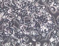 HEPG2-LUC细胞价格、货期