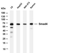 Smad4 (PT0550R) PT® Rabbit mAb