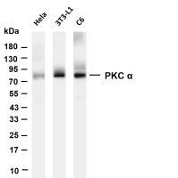 PKC α (PT0560R) PT® Rabbit mAb