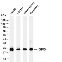 GPX4 (PT0621R) PT® Rabbit mAb