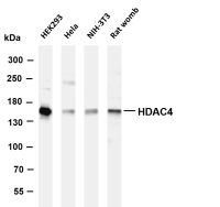 HDAC4 (PT0600R) PT® Rabbit mAb