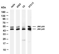 JNK1/2/3 (PT0641R) PT® Rabbit mAb