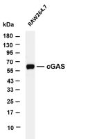 cGAS (PT0700R) PT® Rabbit mAb