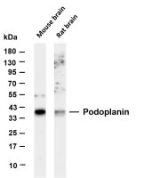 Podoplanin (PT0638R) PT® Rabbit mAb