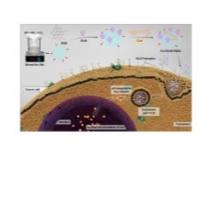 负载姜黄素的石墨烯量子点被葡萄糖胺修饰 Cur@GQDs-GlcN