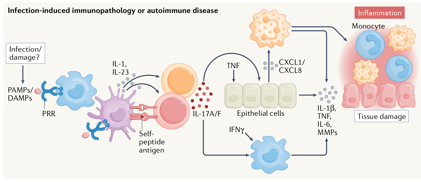 揭秘自免领域的“网红因子”：IL-17，为何成为全球药企争抢的黄金靶点？