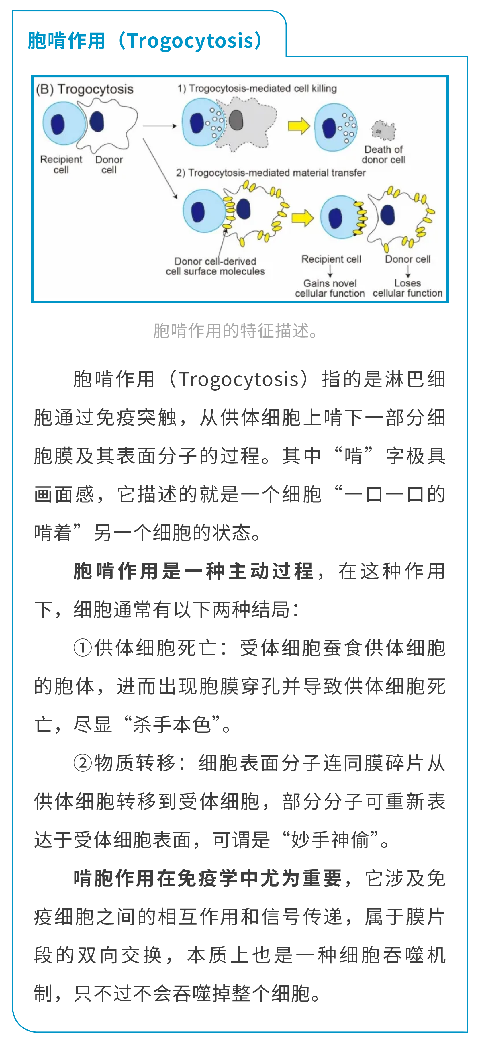 重要免疫调节机制—胞啃作用，新热点，生信发文空间大，经费有限请速靠~