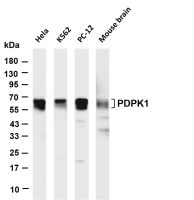 PDPK1 (PT0647R) PT® Rabbit mAb