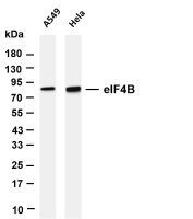 Sumo 1 (PT0734R) PT® Rabbit mAb