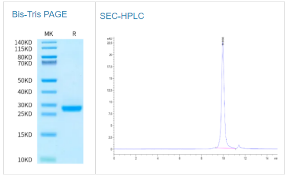 生物素化人IL-6蛋白，助力科研加速跑